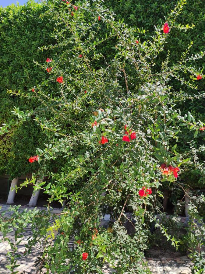 Villa Rayan Hurgada Dış mekan fotoğraf